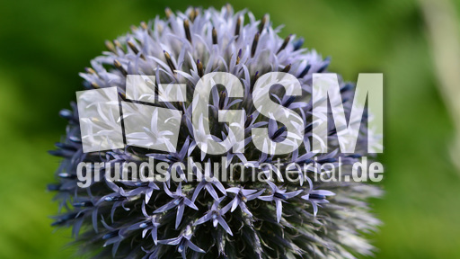 Drüsenblättrige Kugeldistel (1).jpg